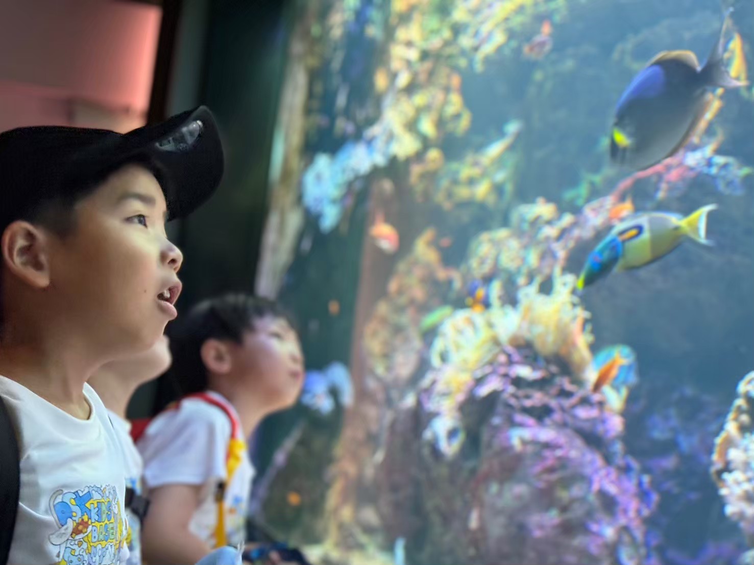 水族館で魚を観察している子どもの様子